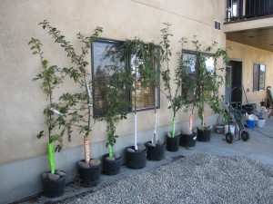 A Row of Fruit Trees Waiting to be Planted