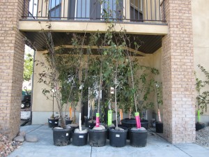 Fruit trees, Maples, Crabapple trees, all waiting to be planted!